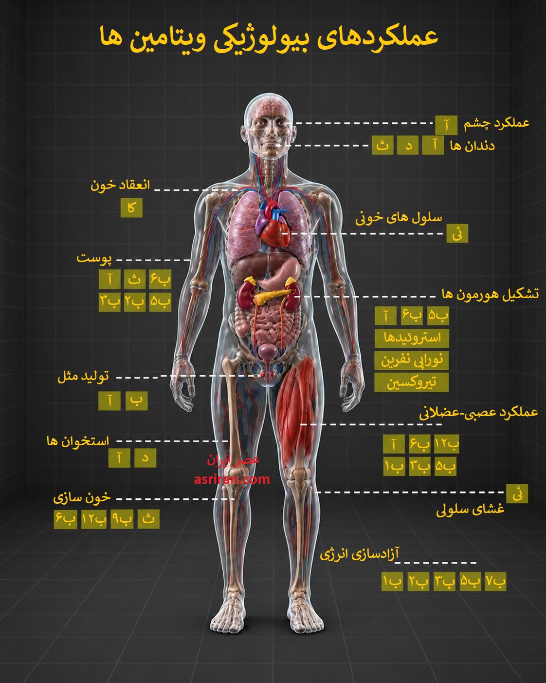 اینفوگرافیک معرفی ویتامین های مورد نیاز بدن انسان
