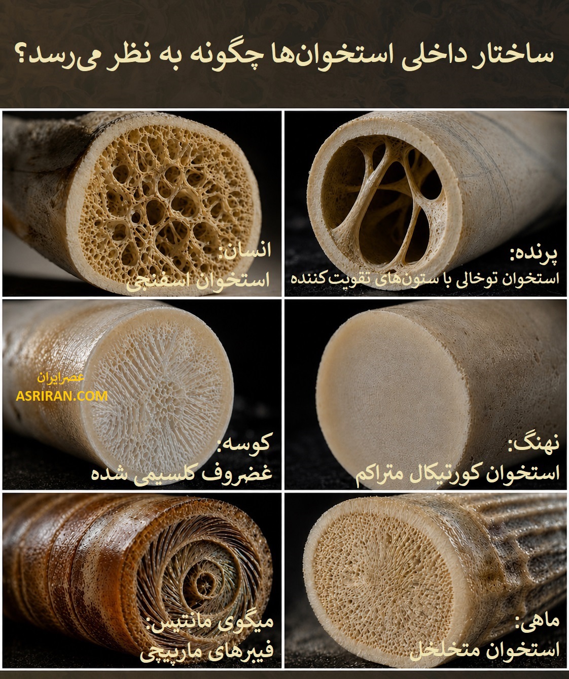 اینفوگرافیک مقایسه ساختار داخلی استخوان انسان با پرنده، کوسه، نهنگ، ماهی و میگوی مانتیس اینفوگرافیک مقایسه ساختار داخلی استخوان انسان با پرنده، کوسه، نهنگ، ماهی و میگوی مانتیس